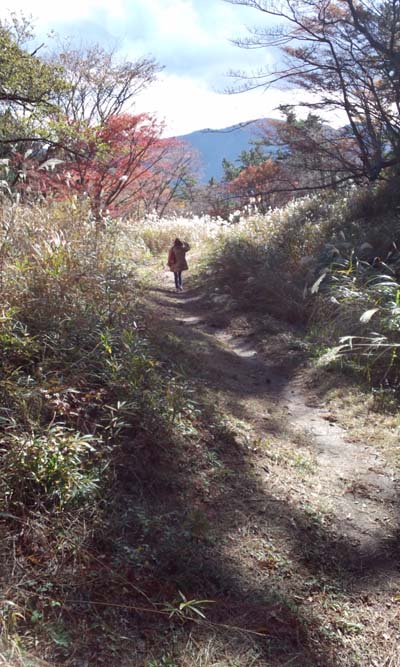 木陰の道